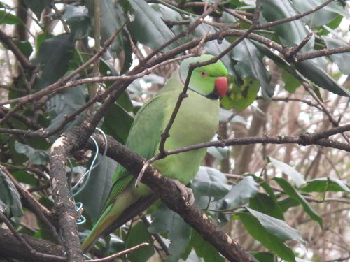 A few green parrots live in Hyde Park.