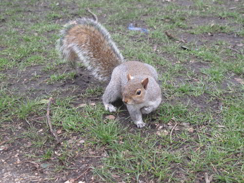 Die Eichhörnchen im Hyde Park sind nicht ängstlich.